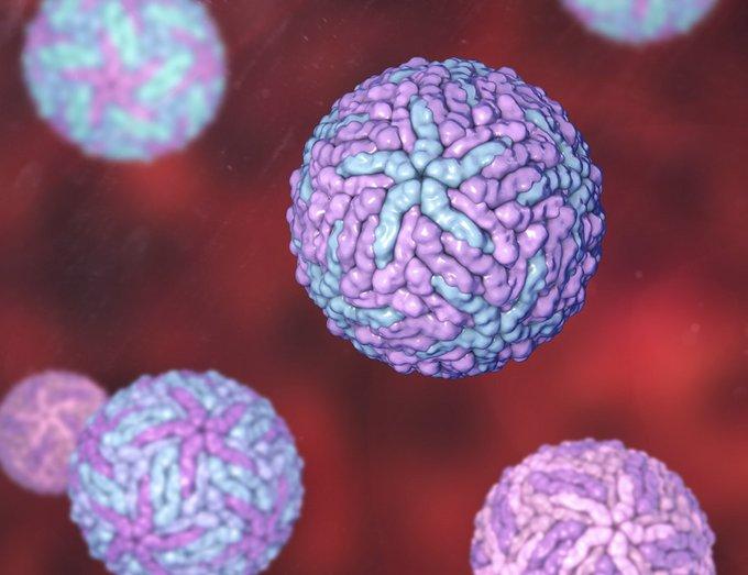 对登革病毒感染者血液免疫细胞的基因表达谱分析表明，无症状感染者和有症状感染者的免