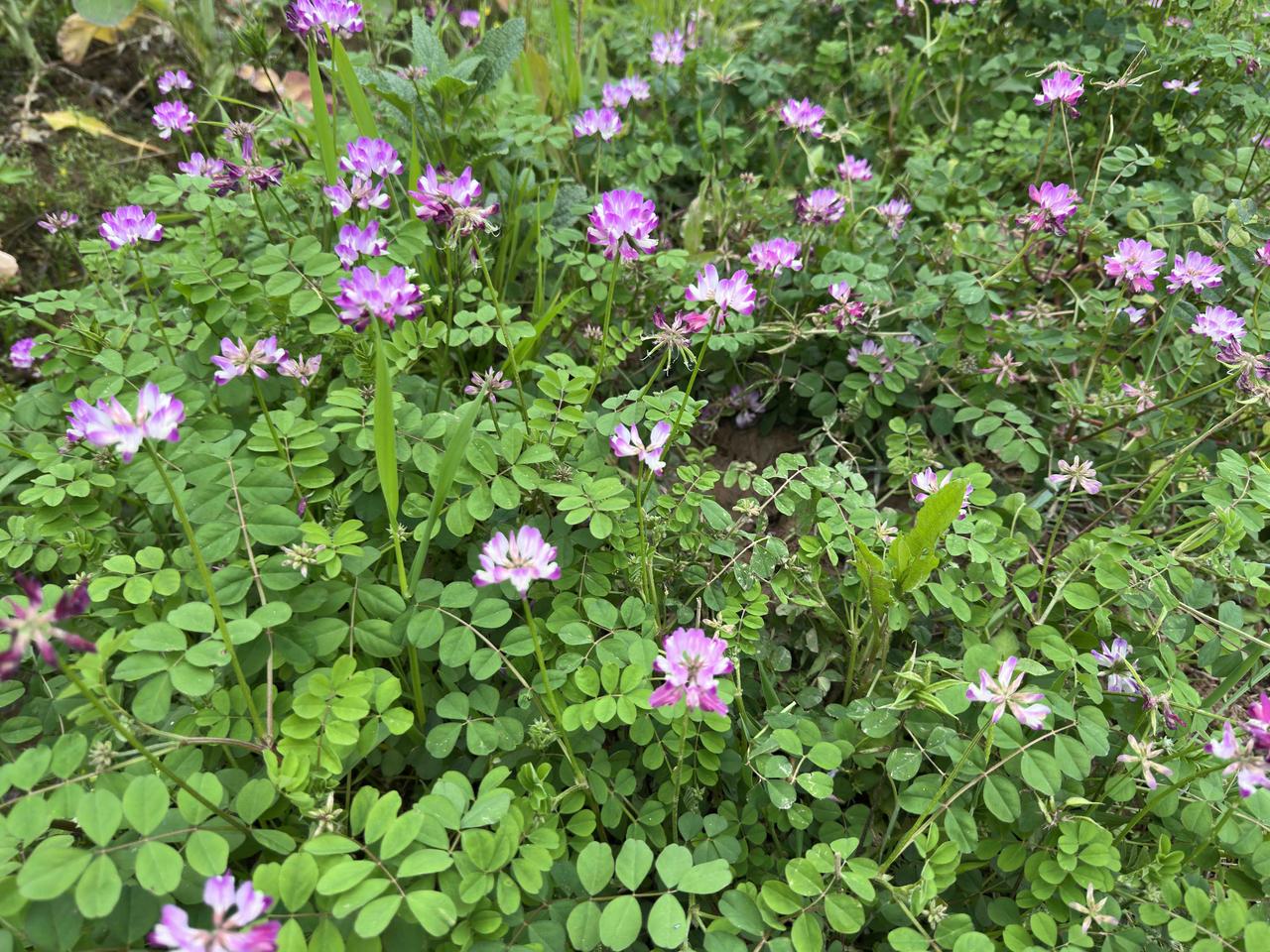 打麻将防痴呆？适度才最好。

又收到一退休老友的打麻将邀约了！
退休了，不用上班