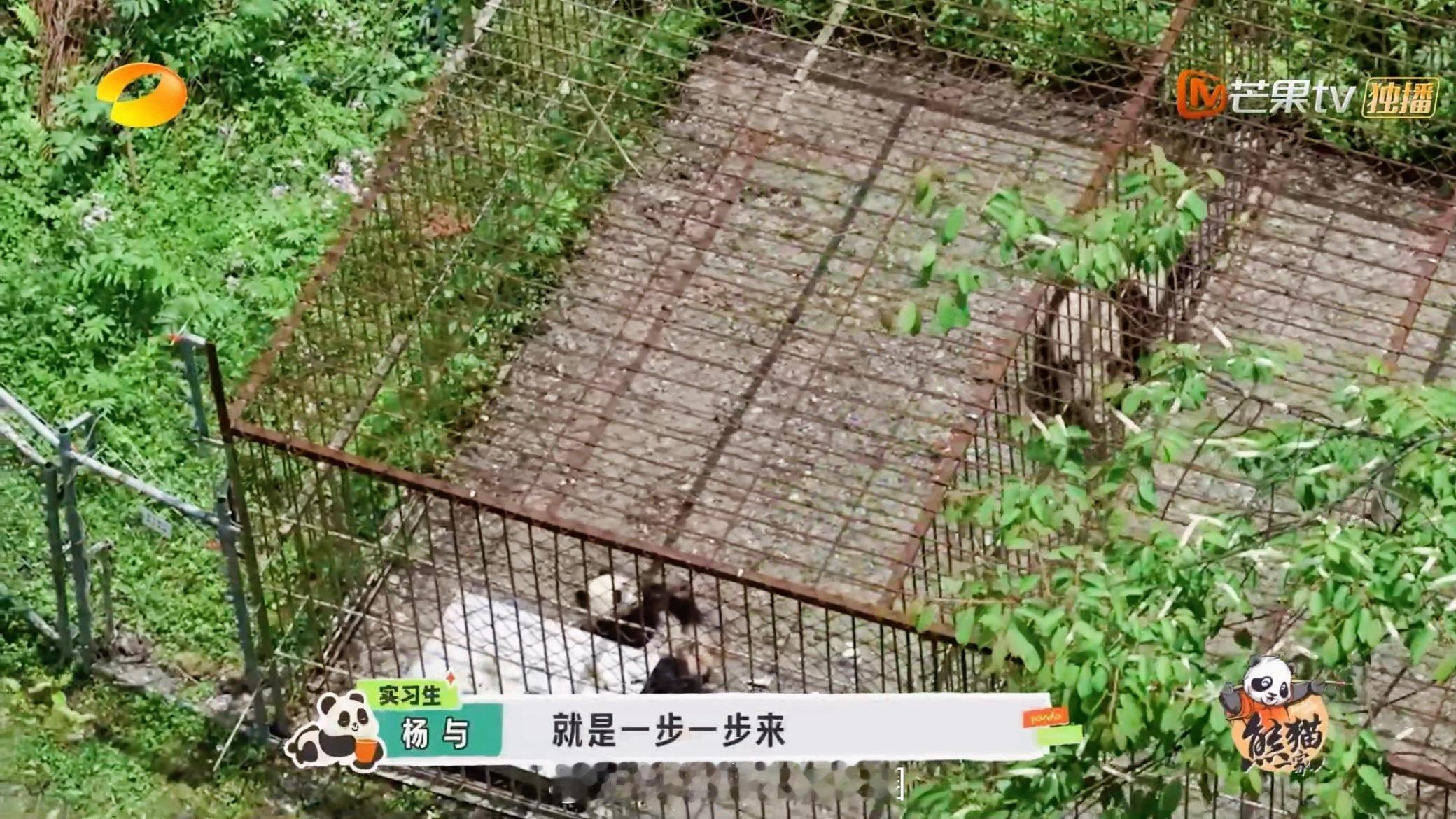 #大熊猫贤贤带崽踏出野外第一步#感觉大熊猫们真的都特别的可爱，做野外培训也是非常