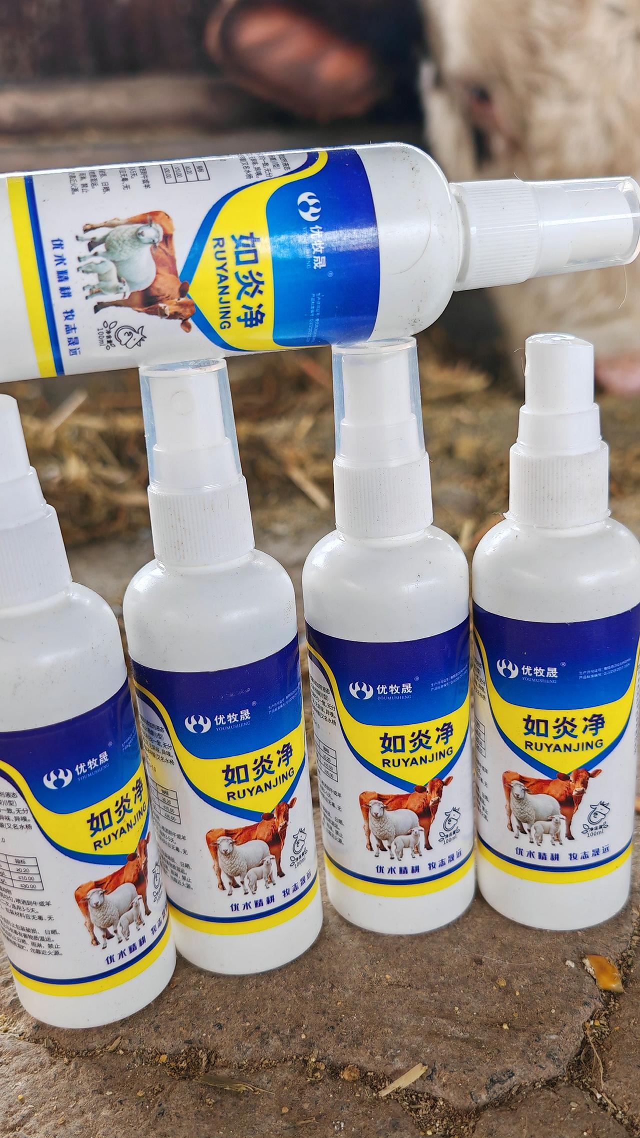 养羊人 农村养羊 牛羊养殖