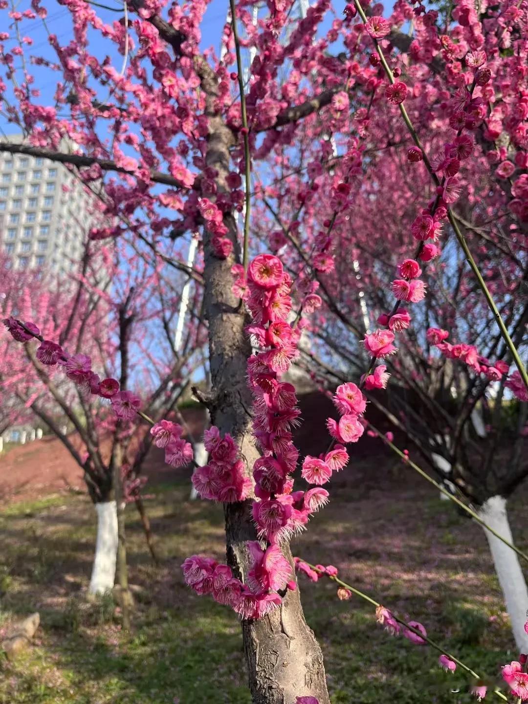 陈寅恪曰，中国人的进步，其实目标很低——你是人，我也是。
然而，就是这最低的努力