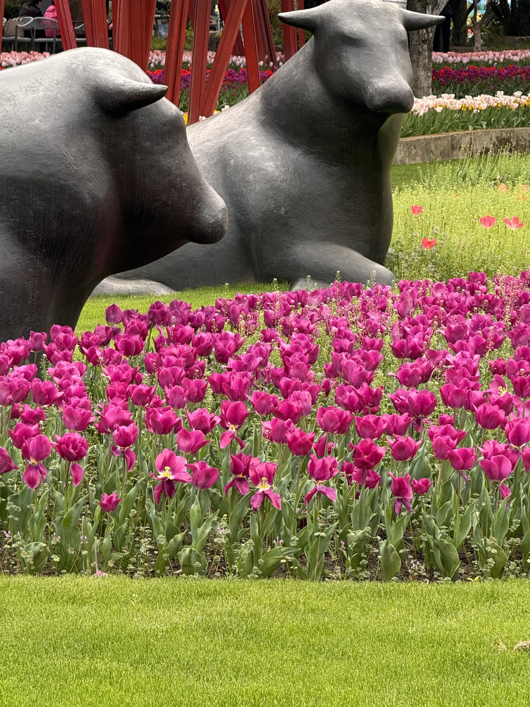 上海最惊艳的郁金香花海，静安雕塑公园