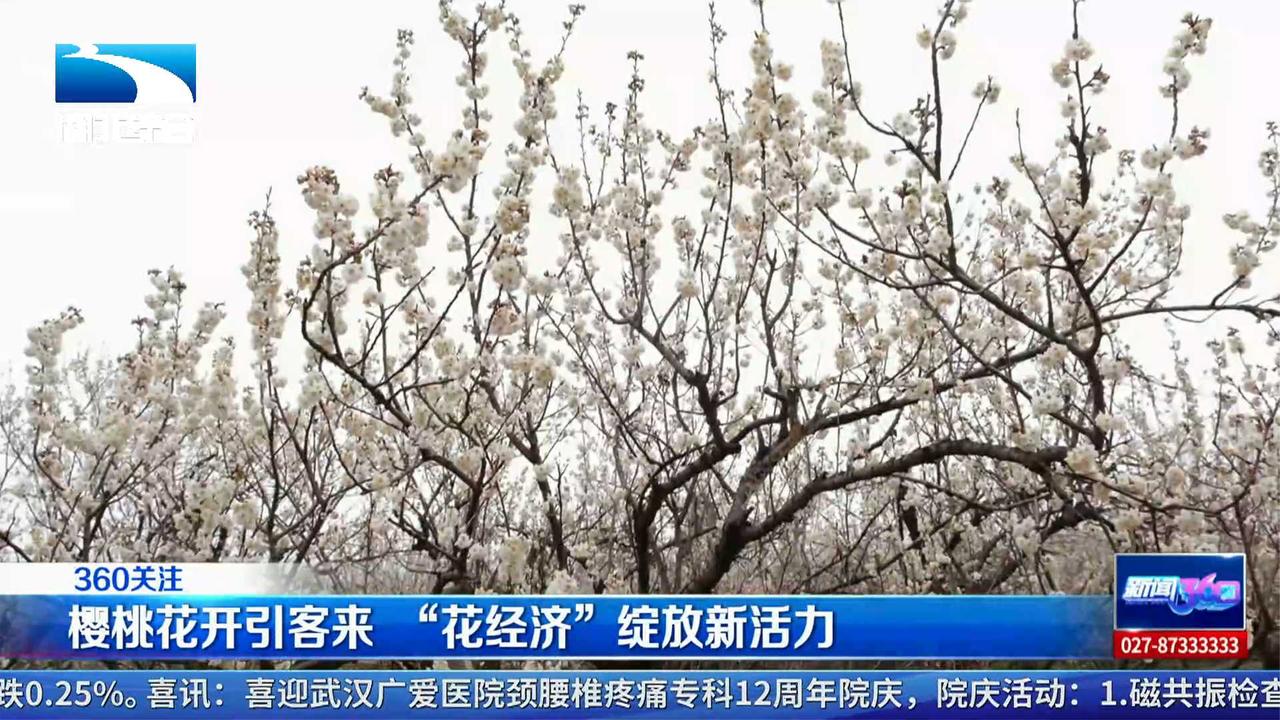 樱桃花开引客来“花经济”绽放新活力