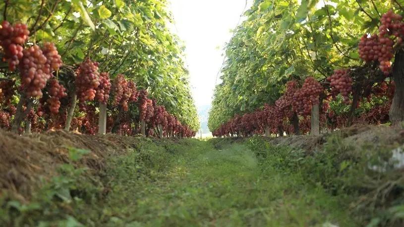 【解暑爆汁！广西资源红提盛夏上新，一口脆甜冰爽，承包整个夏天的舌尖清甜】
它产自