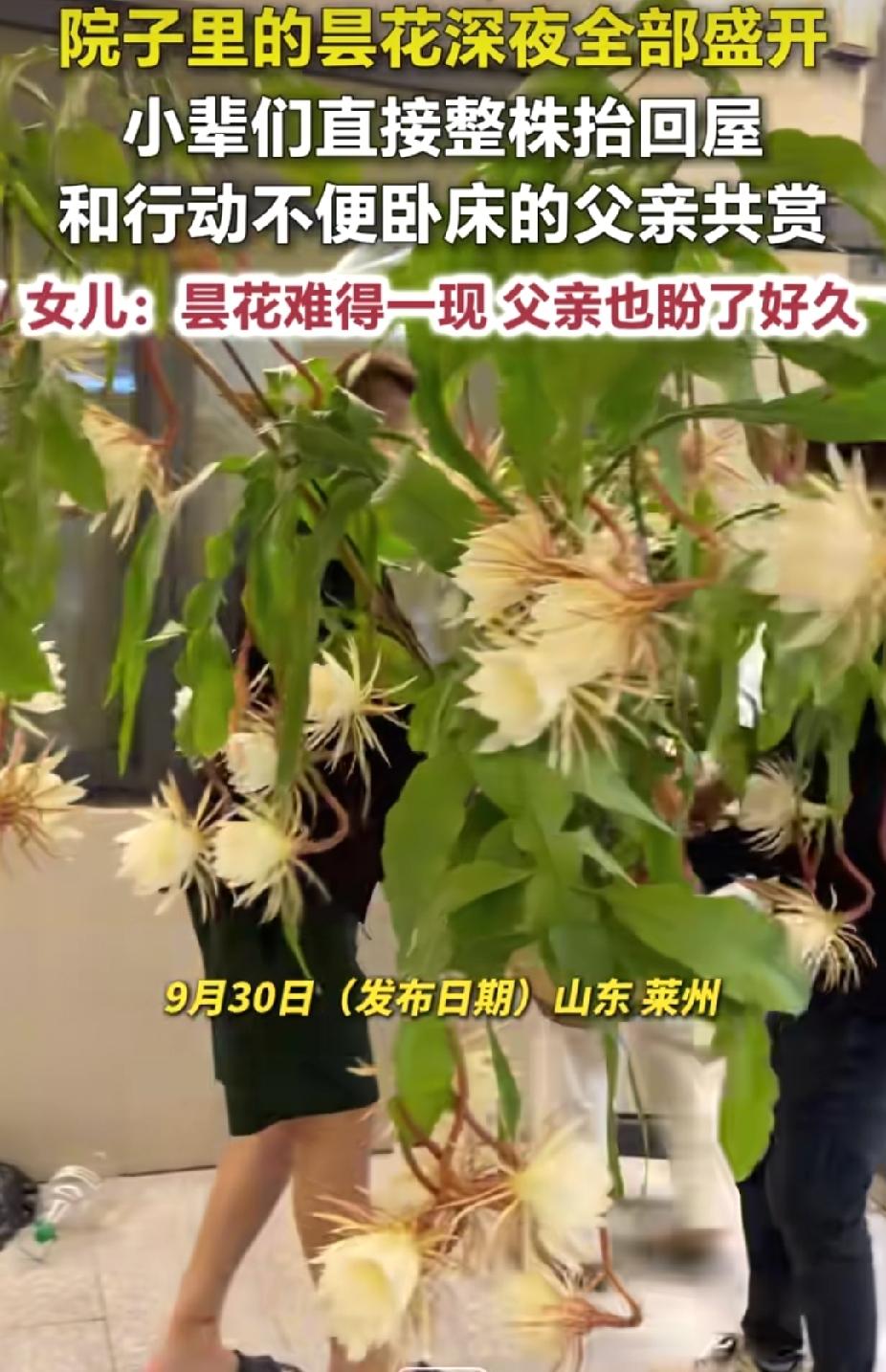 太暖了！山东莱州，中秋节，全家人在院子里等到昙花深夜全开时。突然，他们抬起整株昙