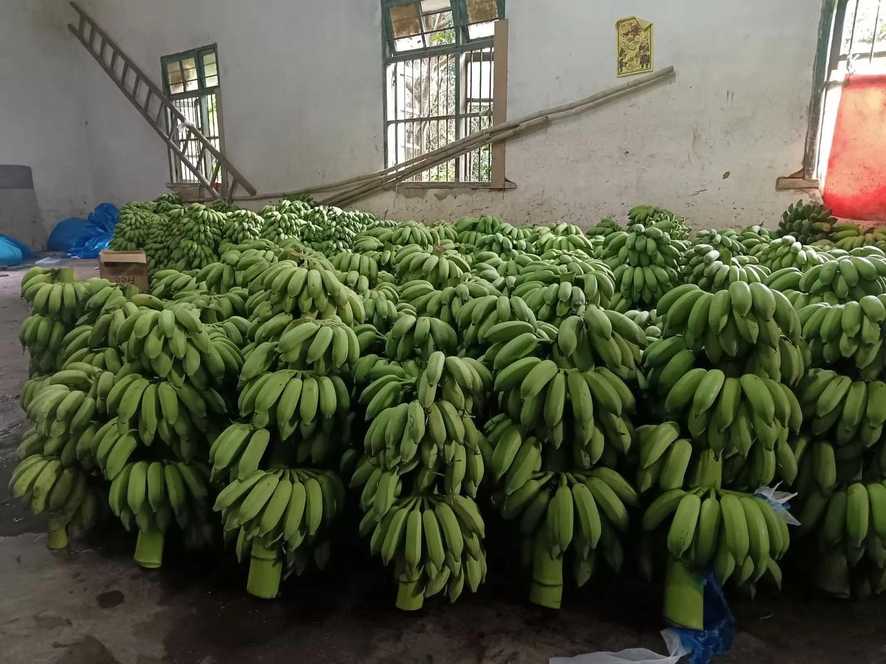 要说食香蕉，我还是觉得高州水库底下曹江流域两岸的香蕉好。食过保你翻寻味，留连无穷