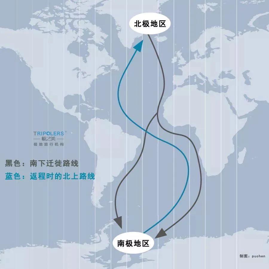 北极燕鸥是飞行距离最远的鸟类。

每年6月，北极燕鸥在北极地区