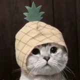 皮痴侃侃汽车