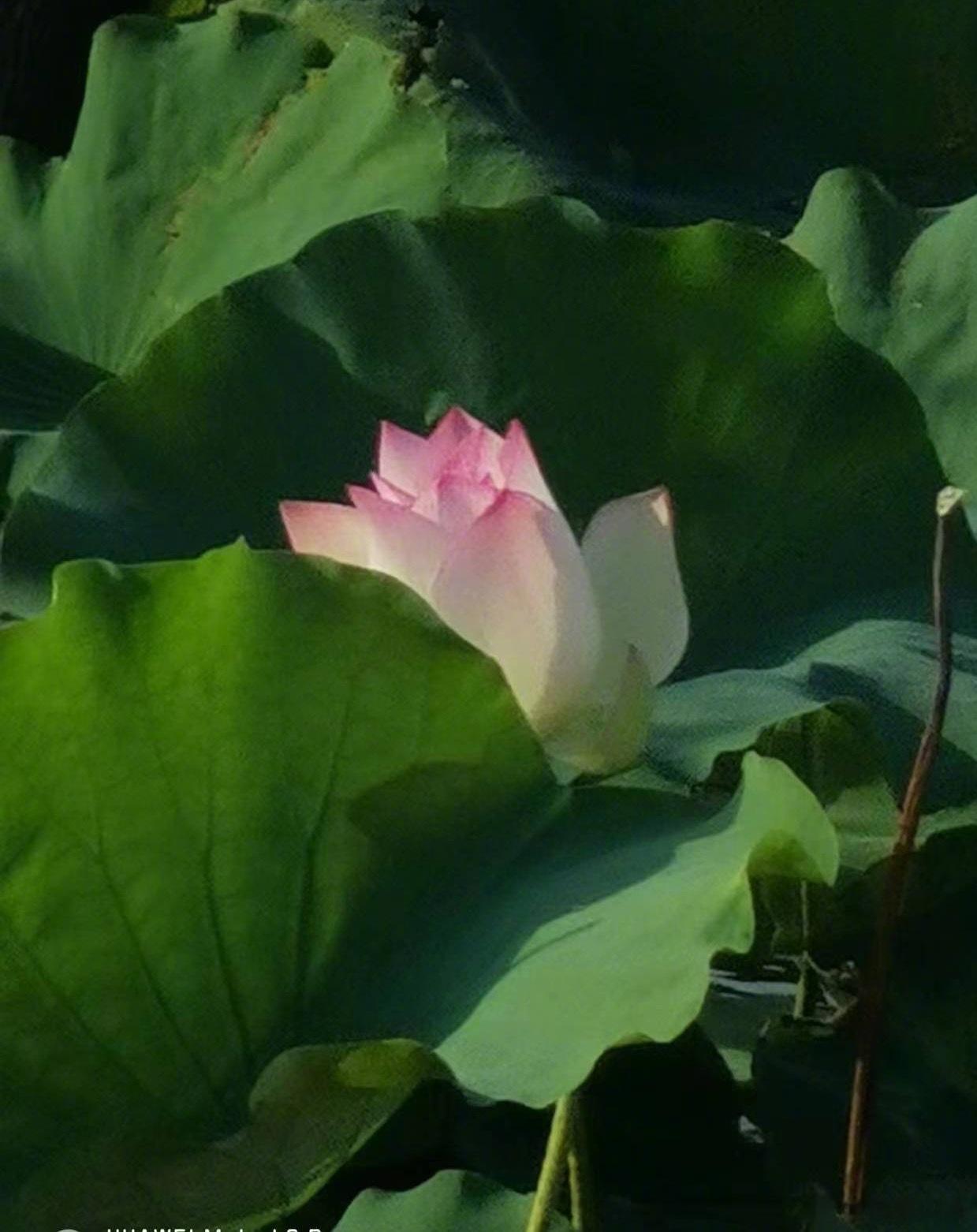 你知道自己平时的血压是多少吗？我通常建议普通人，每个月都量几次血压。知道这个平时