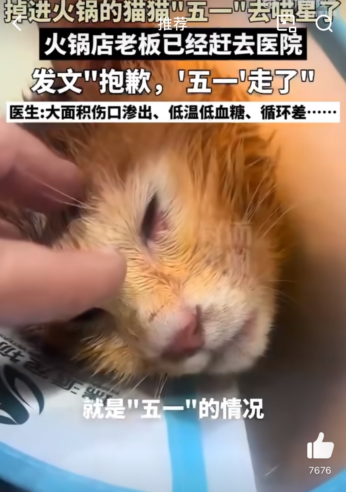掉入火锅小猫已离世😮‍💨要是小猫真的有九条命就好了，不过那么烫的开水而且还是