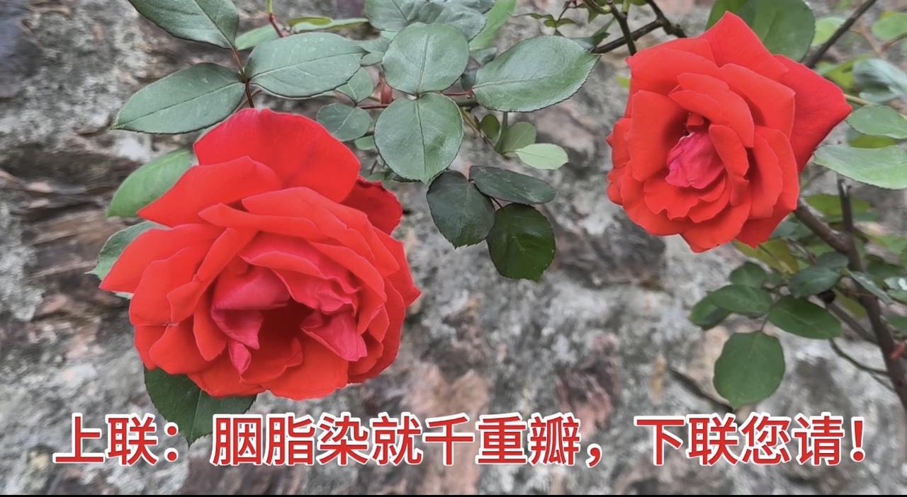 这红玫瑰太美了！下联您来对，敢接招吗？上联：胭脂染就千重瓣，下联：？
赏景对对联