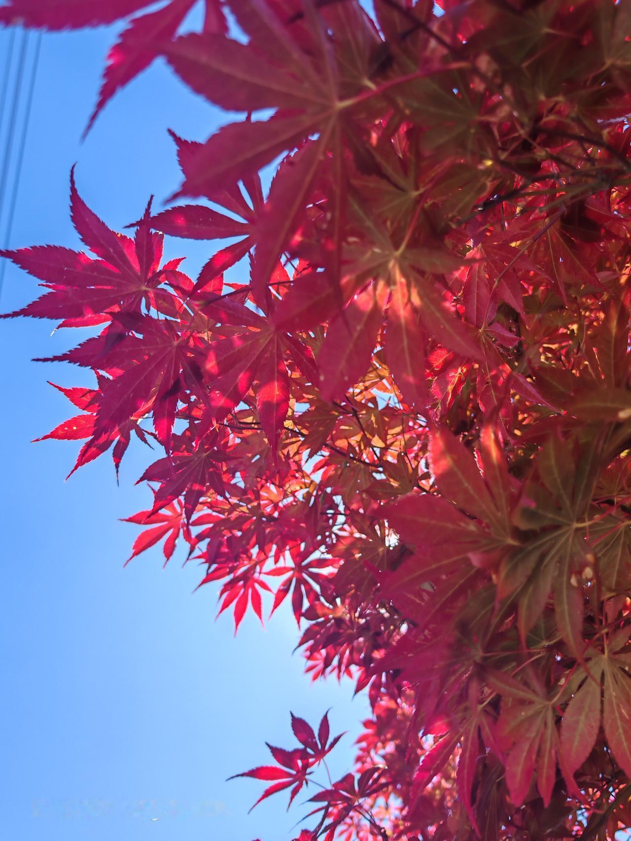 在京杭大运河畔的漕运古镇张家湾，有个大运河便民服务中心枫叶红，其实就是张家湾镇枫