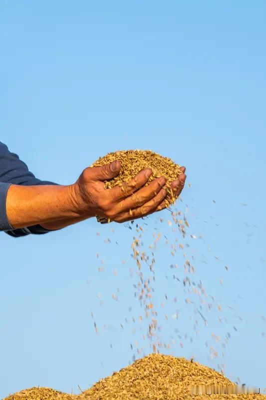 老有人在网上挑起农民和工人谁对国家贡献大的话题，这就是在蓄意制造对立。
农民从事