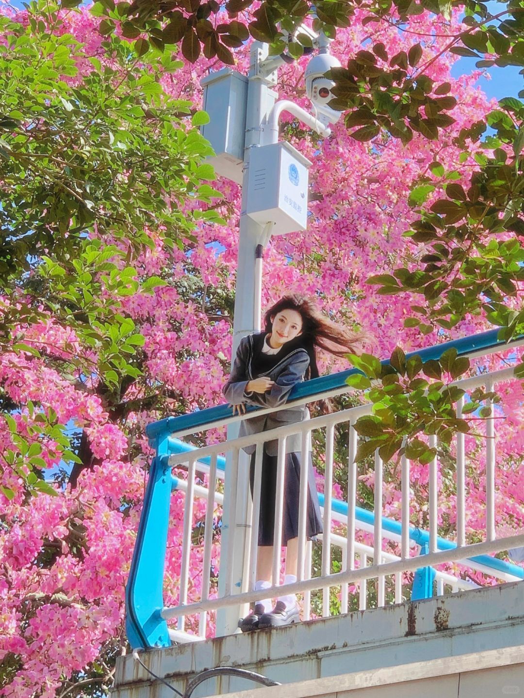 异木棉是冬日的专属浪漫🌸🌸🌸