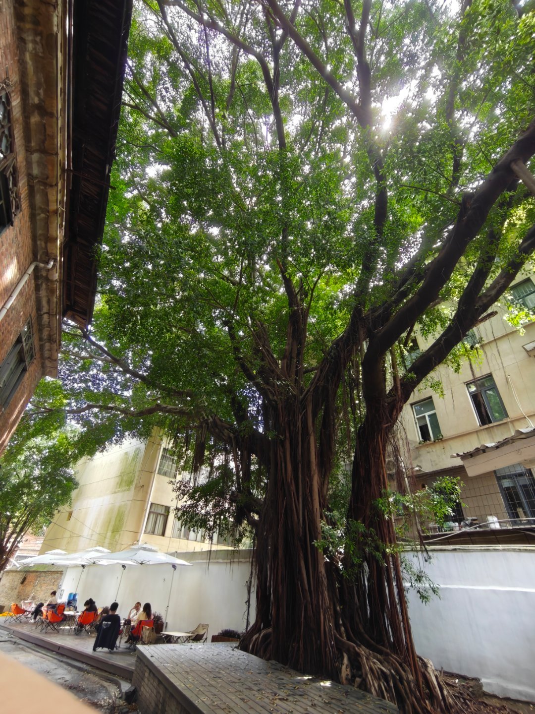 一身诗意千寻瀑，万古人间四月天。林徽因祖籍福州，但她此生仅在福州住过一个月。福州