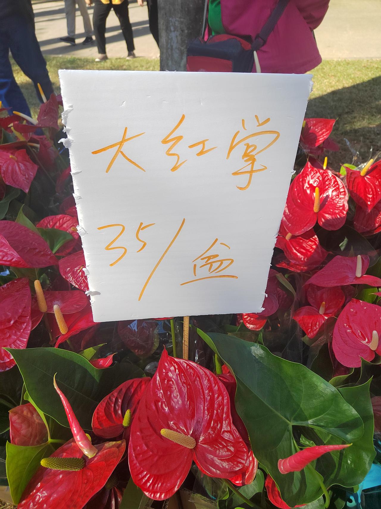 晒图笔记大赛感觉今天的花展，花卖的不是特别贵，一些花的名字也特别的好意头。