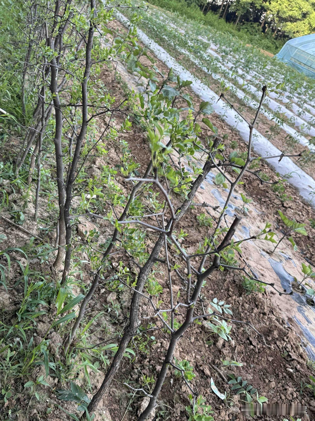 今天下午参观了一个试验田。
哎呀，里边装了好多东西。
枣树。据说是稷山枣。现在已