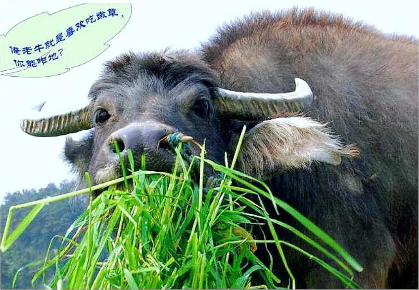 鱼水之欢辣眼睛，

趁热打铁五二零。

血战到底真要命，

鞭长莫及求双拼。
