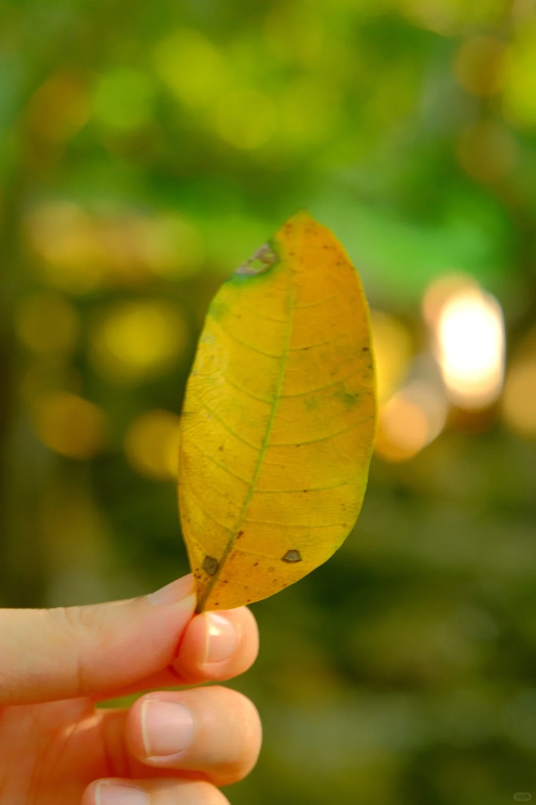 交换你手机相册里最新拍的秋天