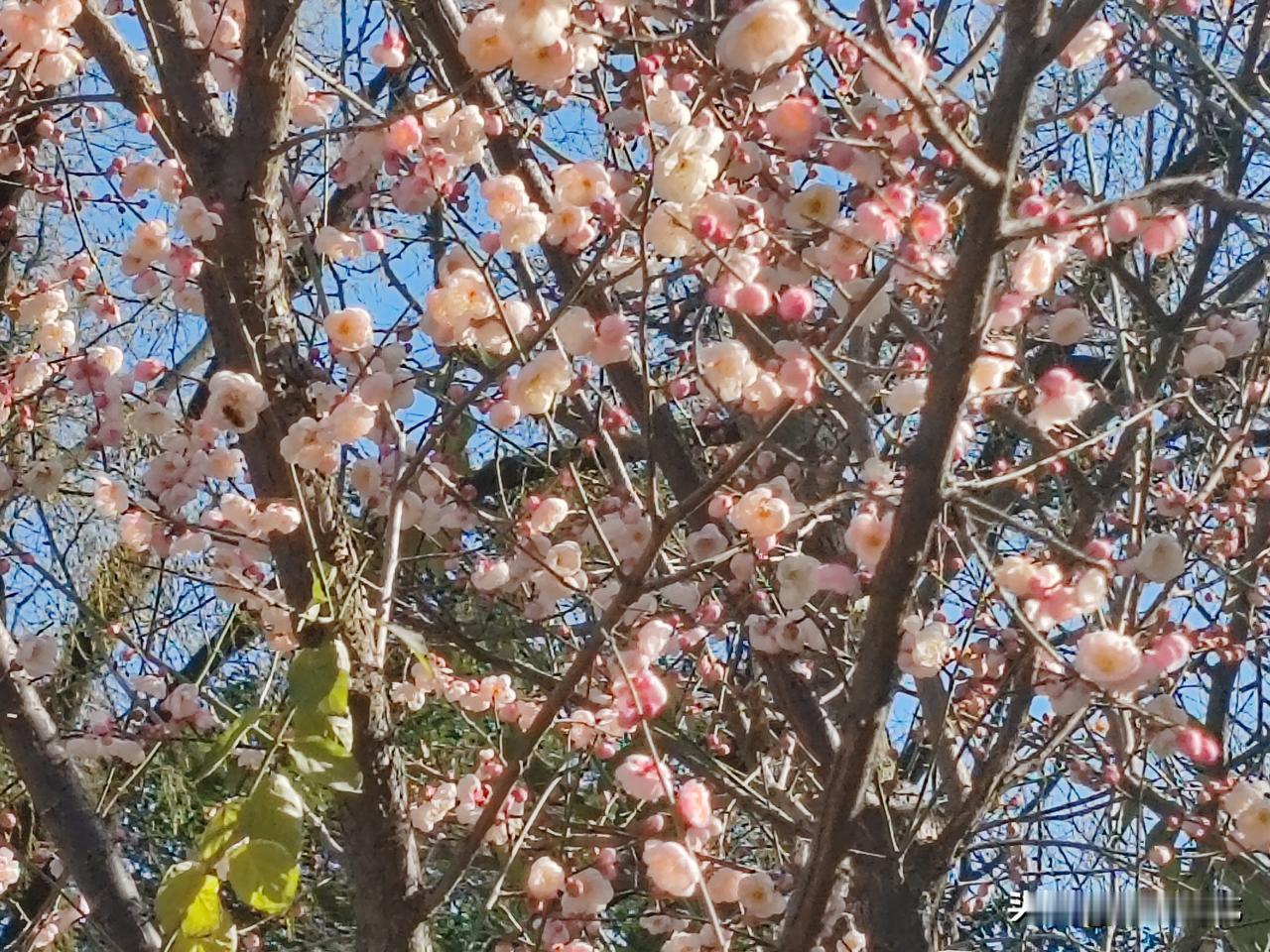 一月的西安市兴庆宫公园，有两种鲜花凌寒怒放，分别是迎春花和梅花，如图所示。今天西