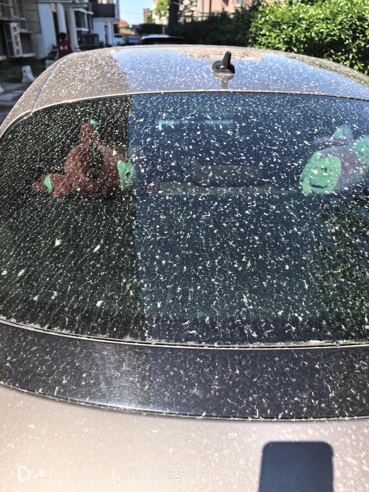 街头随拍.昨天傍晚的一场雨加带着四五级大风，浇灭了扬尘和飘絮，使得空中和路面干净