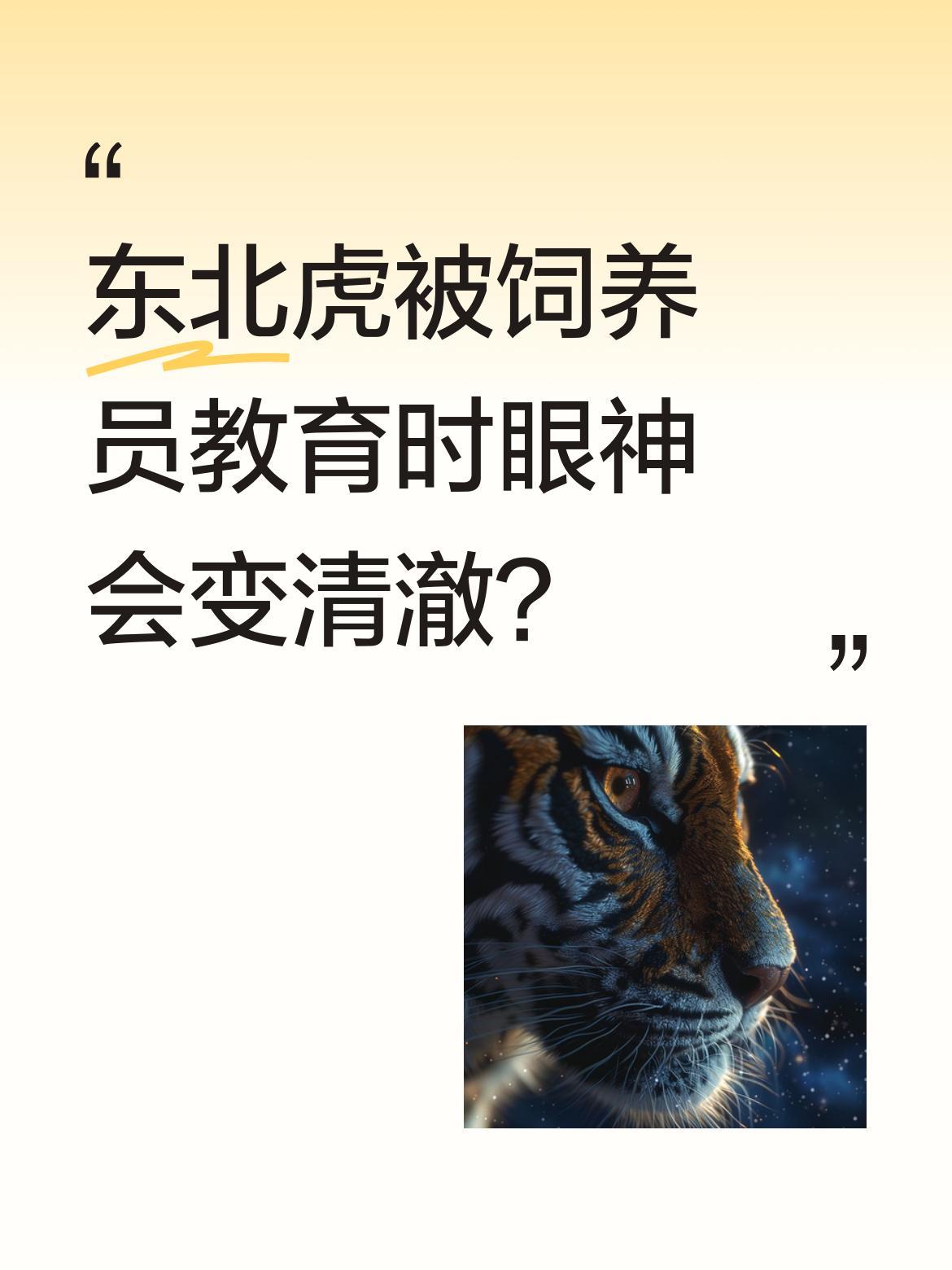 东北虎被饲养员教育时眼神会变清澈？
视频里，饲养员一边递肉一边念叨："什么眼神？