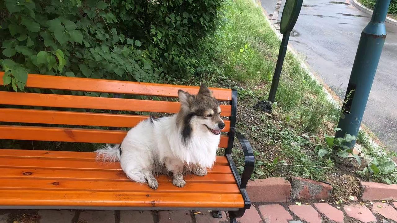 犬真的通人性吗通人性相当于3岁小孩的智商，是家人！