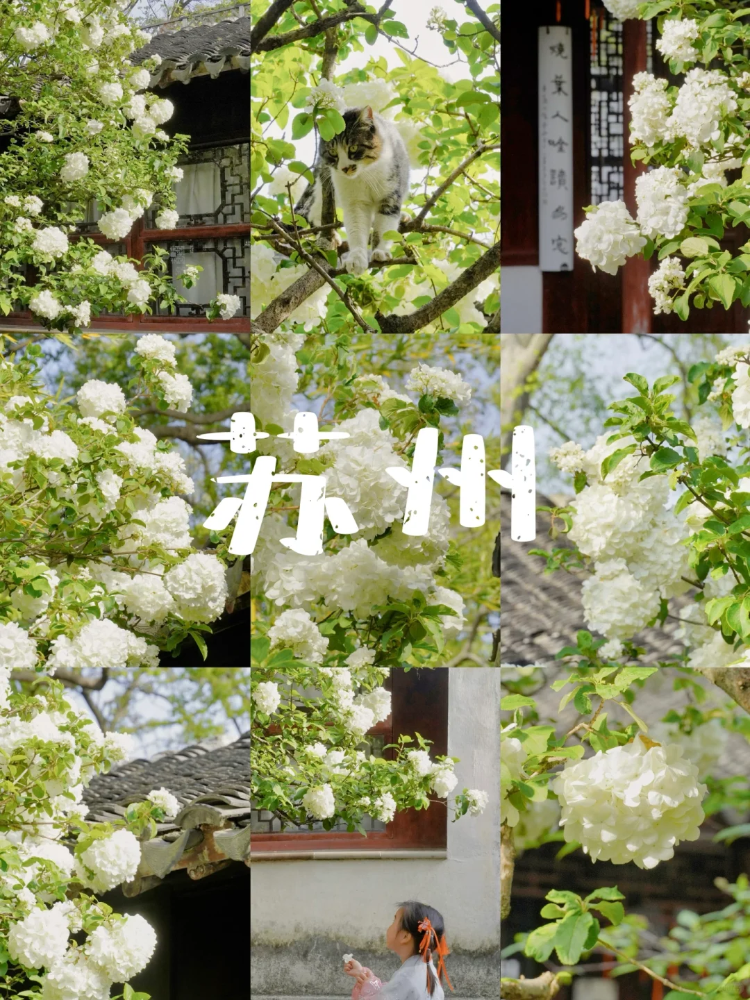 四月来苏州🍃私藏9️⃣个木绣球赏花地‼️