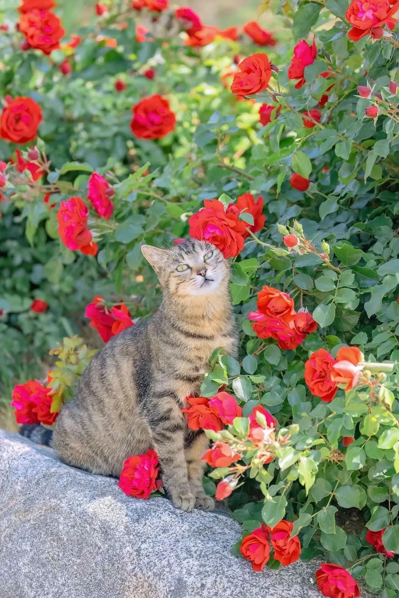 天南地北大拜年感觉年已经过完了，2026年就剩10个月了，今年的心愿不知道能不能