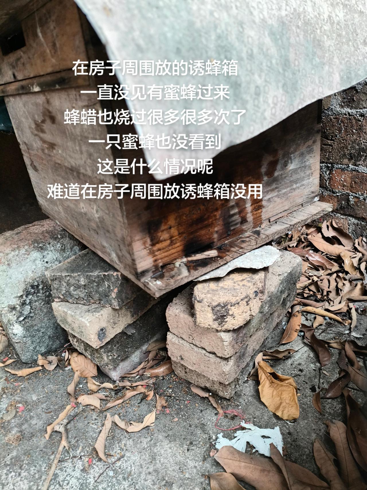 在房子周围放的诱蜂箱
一直没见有蜜蜂过来
蜂蜡也烧过很多很多次了
一只蜜蜂也没看