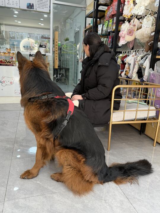 姥姥带105斤茶杯犬洗澡澡