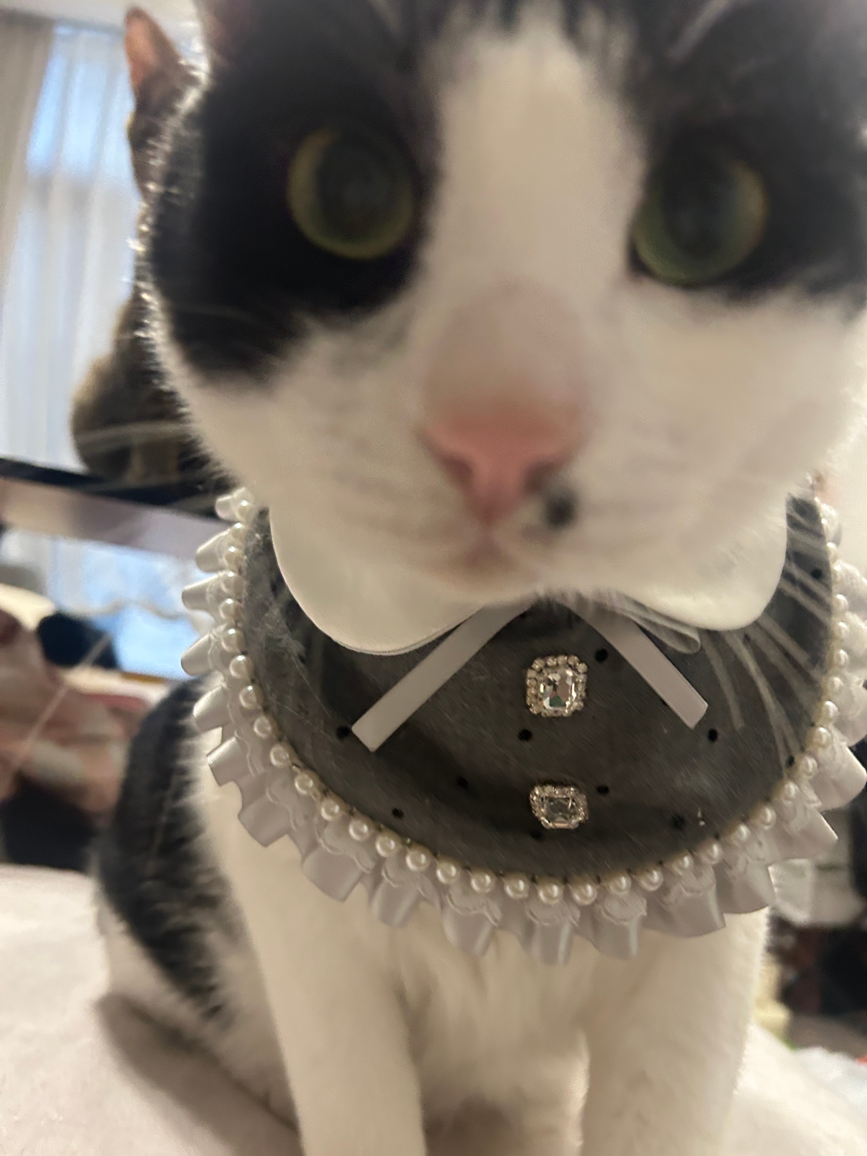 “主人！俺是恁的小女仆！”daily奶牛猫 （投稿：） 