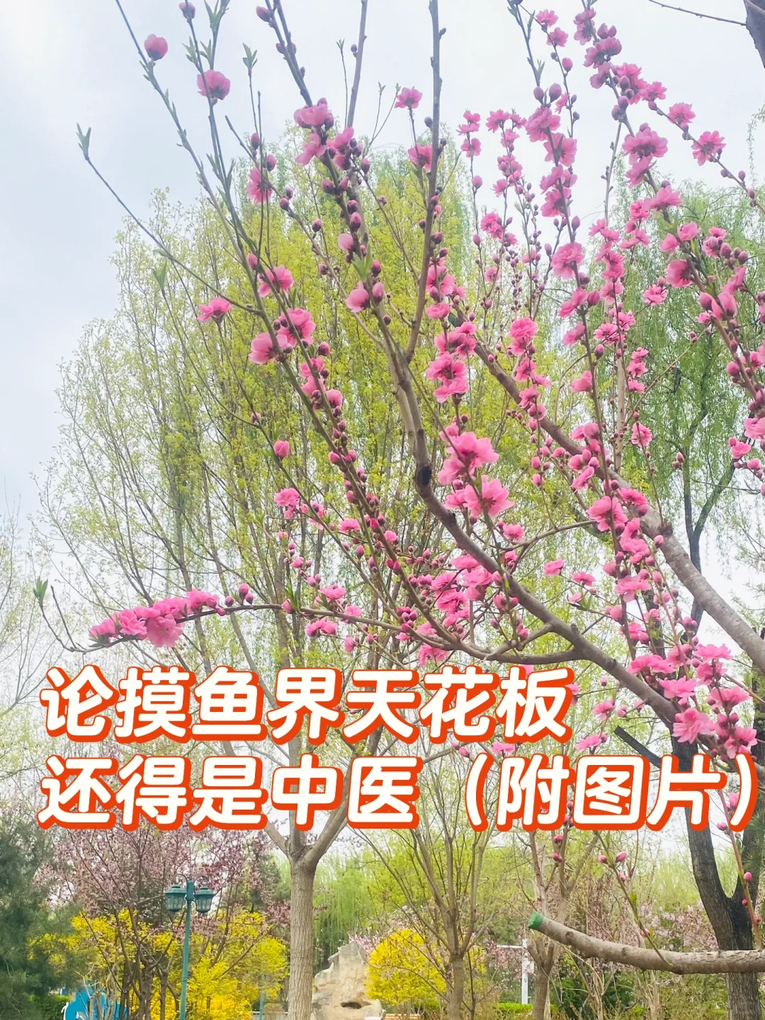 假如摸鱼有段位……