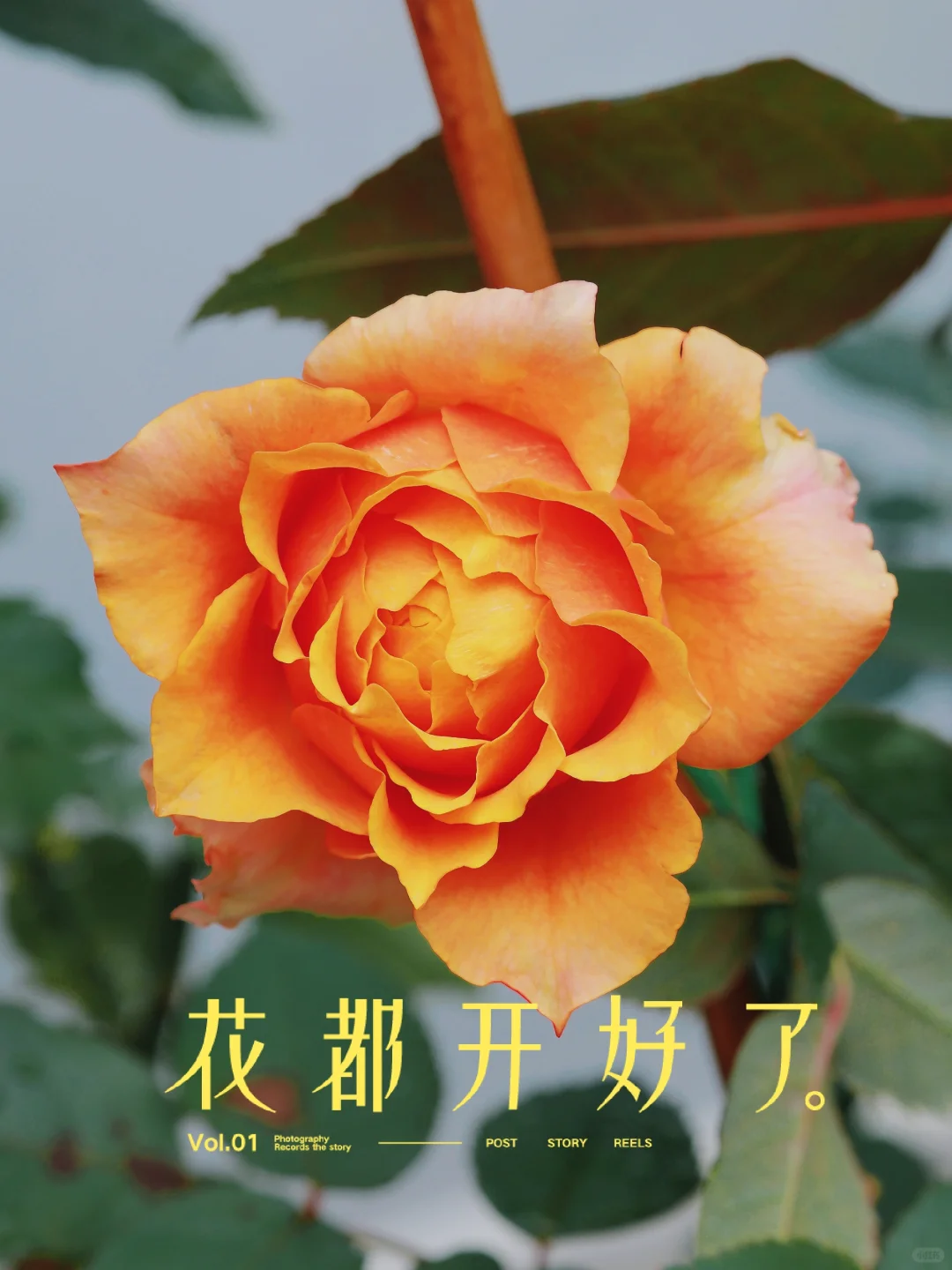 听闻，爱画画小姐姐喜欢的花花，在我家～