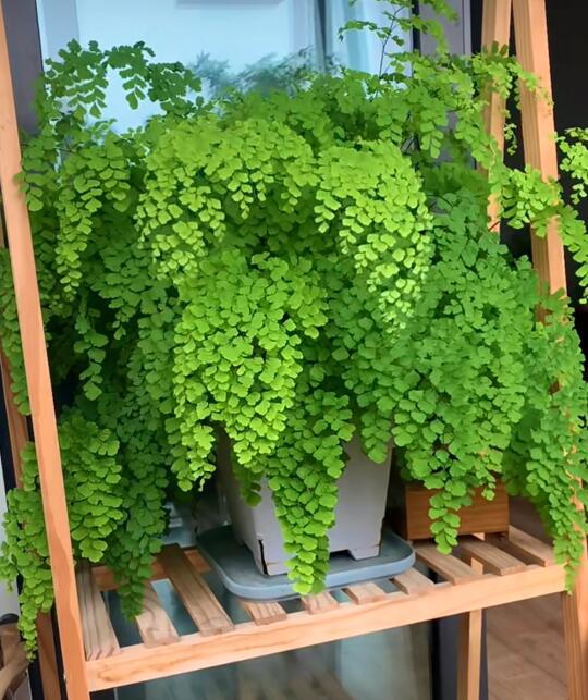 谁能告诉我，铁线蕨算是热植吗？求求了🥺