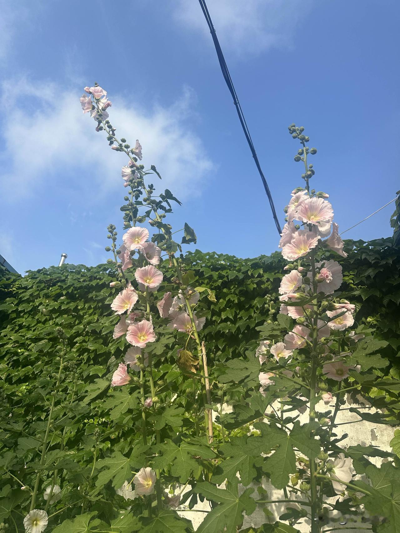 蓝天白云下的粉色花朵，自然之美尽收眼底。