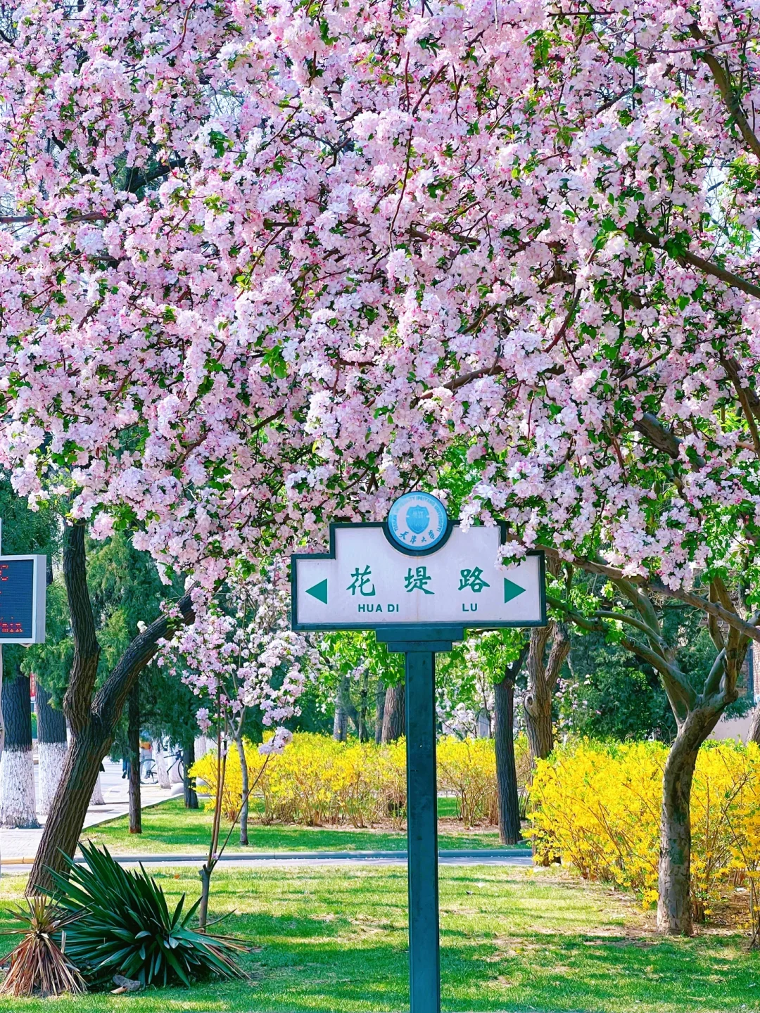 天津大学海棠季限时开放（附预约拍照攻略