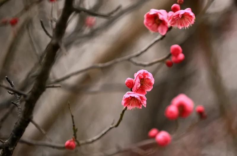 《大寒》
年关渐近大寒天，
旷野皆披玉雪枝。
我祈春日苏万物，
鸟语花香正当时。