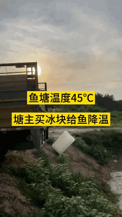 养殖人的无奈，持续高温，买冰块给鱼塘降温！[泣不成声]