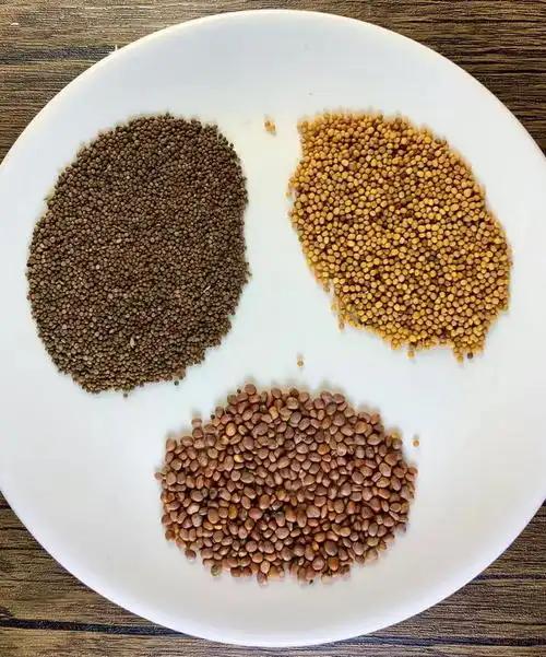 这个汤堪称肺部清洁工，从根上把痰湿挖出来

今天要给大家介绍三子养亲汤，这个汤是