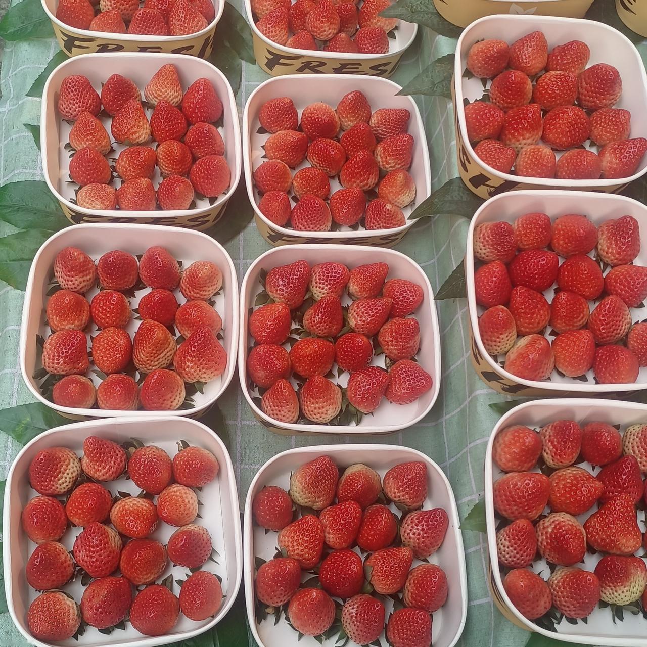 新鲜牛奶草莓，快来一起尝鲜吧！🍓😋