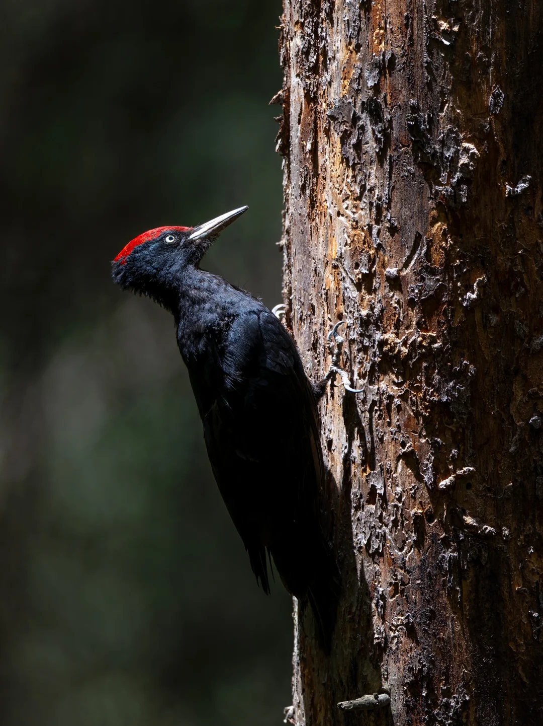 暗黑系啄木鸟的高光时刻