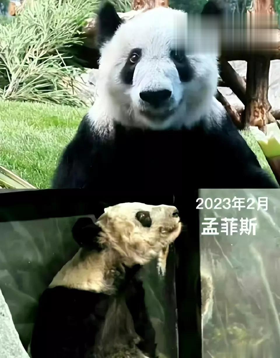 判若两熊！回国不过才两三个月吧，就有这大的变化，只能说还是自己国家的水土和人心滋
