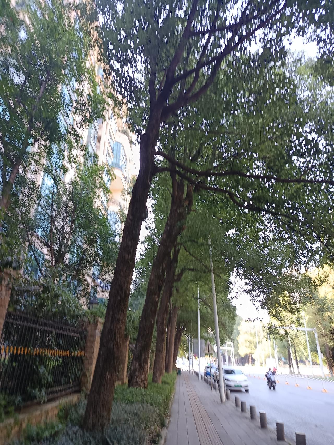 这几天总梦见爸妈，爸妈离世都几年了，我经常梦见爸妈还是以前的老样子，爸爸还在外面