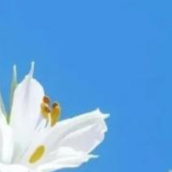 正能量年龄总会如期而来，忧愁总会不请自来，你要适应这个世界的温暖，不管是季节还是