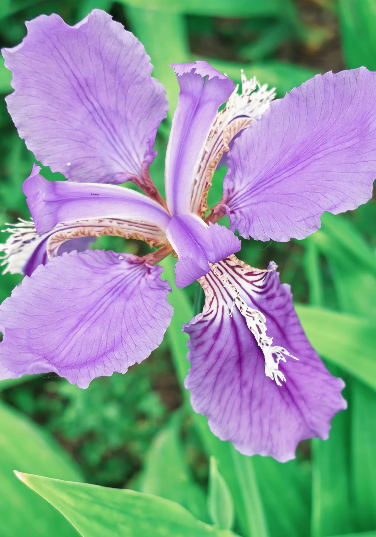 今天撞见一朵旁若无人的“紫色蝴蝶”—鸢尾。忽然明白，花期有限，但热烈不应该有期限