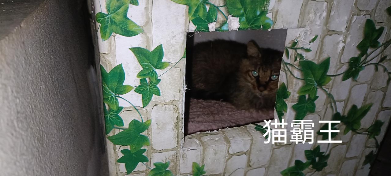 天越来越冷，猫霸王终于知道睡在我家门口的保暖猫窝里了，感觉它年纪不小了，两颗尖利