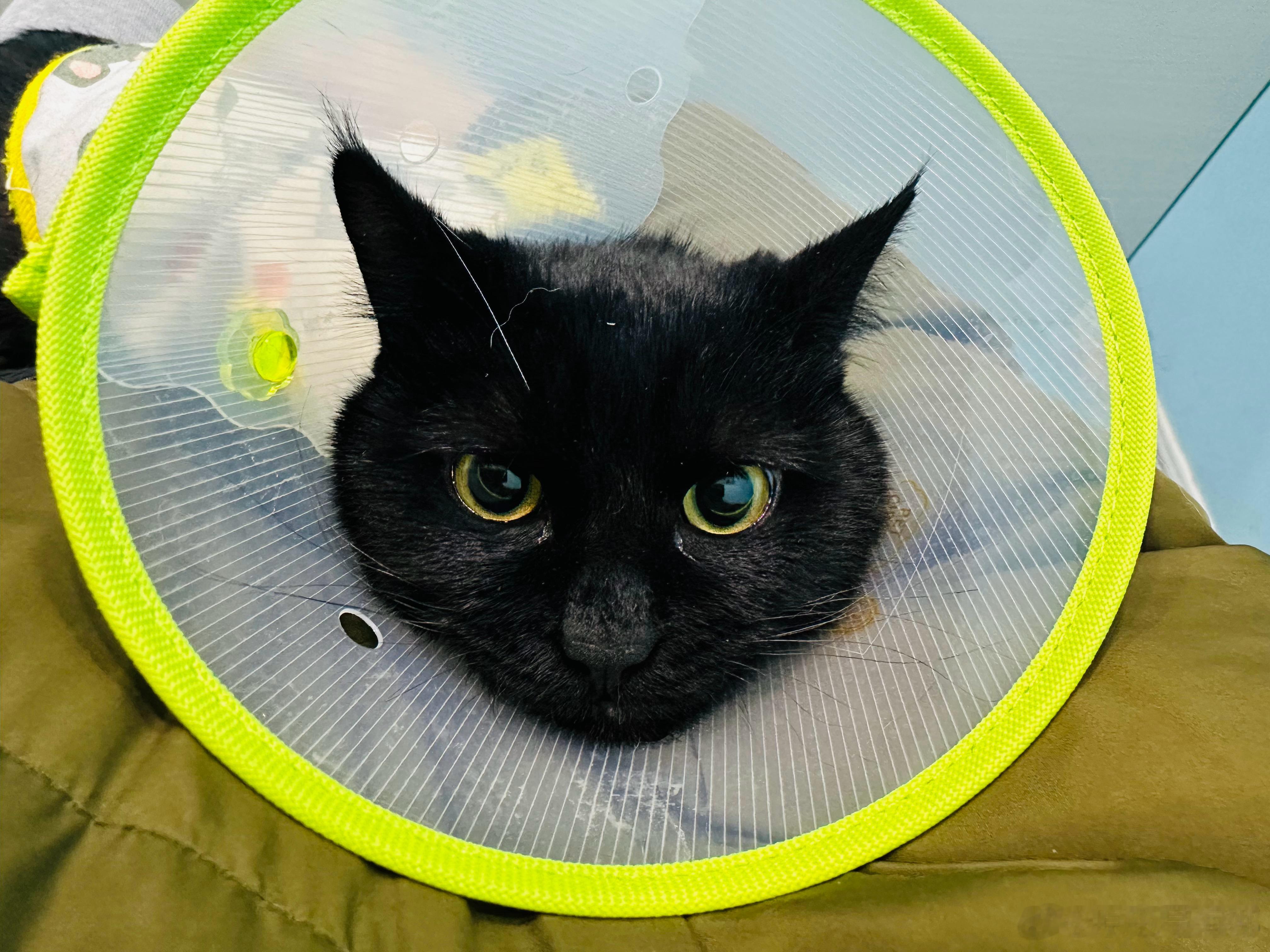 大人虎变，君子豹变，小人革面。虎豹之皮，如何里外变革？——革卦 