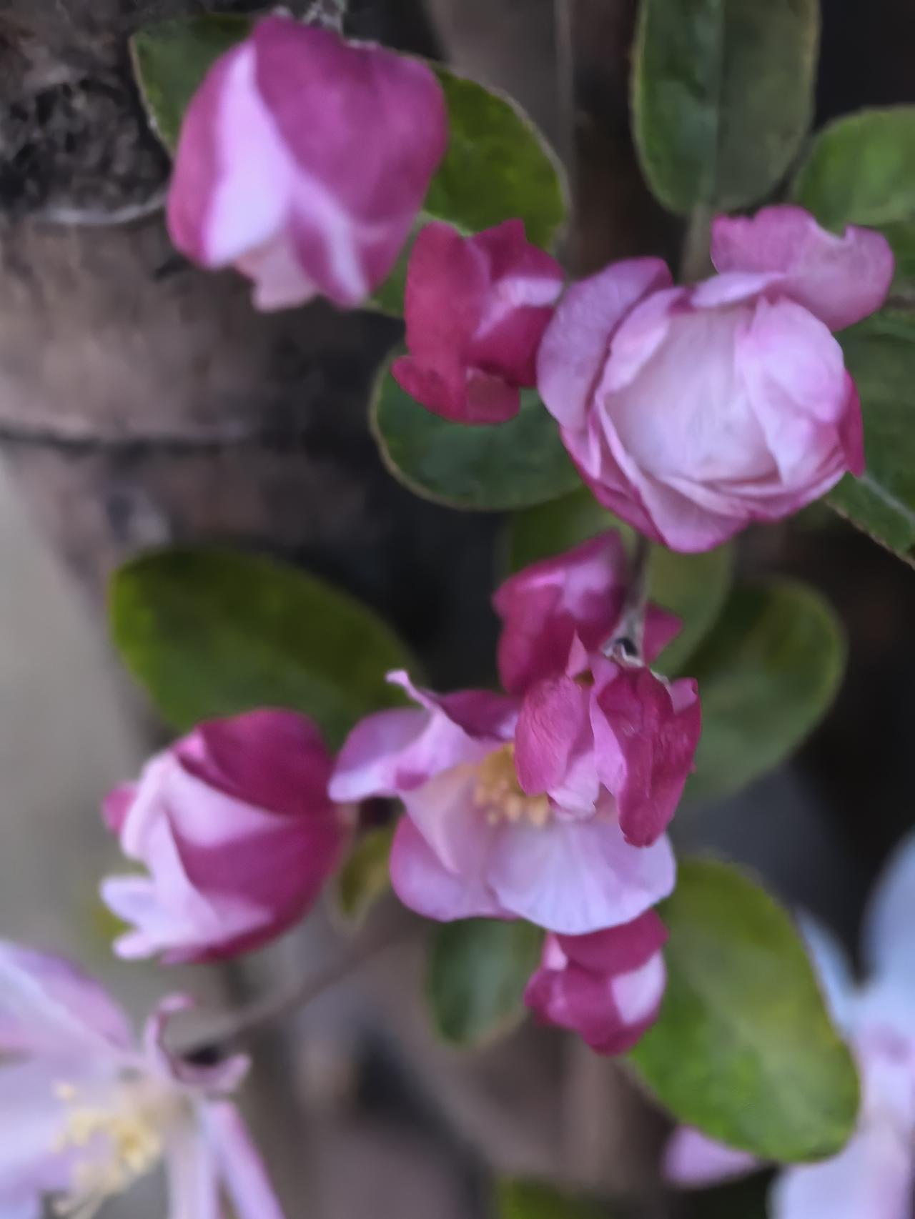 湿地又见，海棠花开。