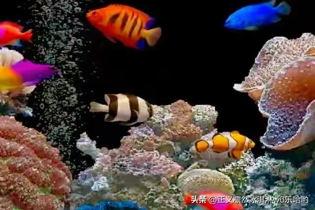 💥当舷窗外的第一束阳光穿透四百米深的海水时，悬浮在珊瑚森林的阴影里。成群的金枪